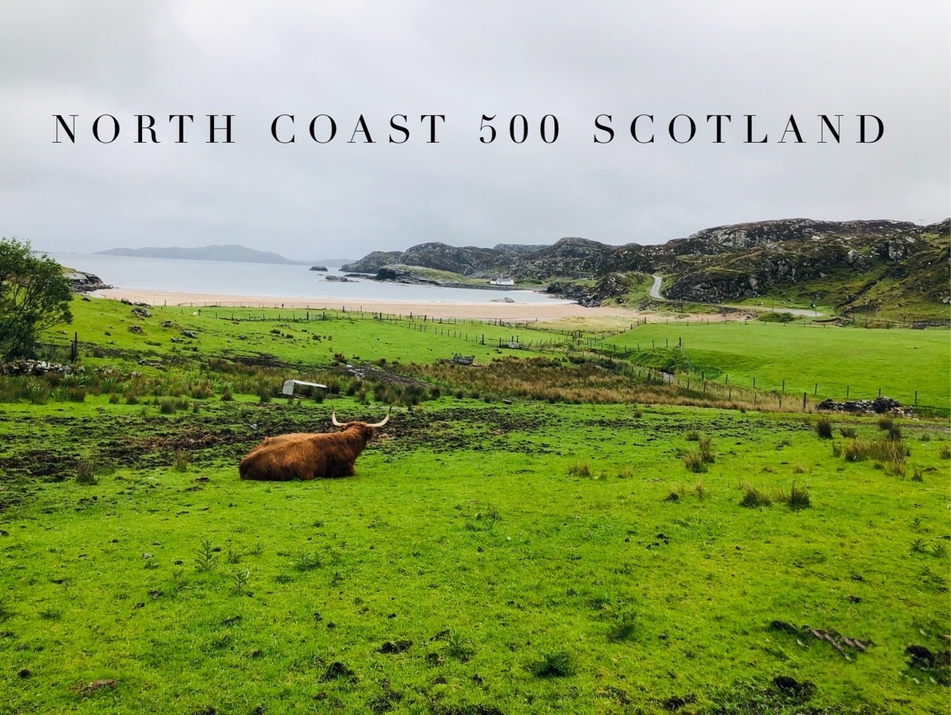 NC500 Scotland, Highland Cows 